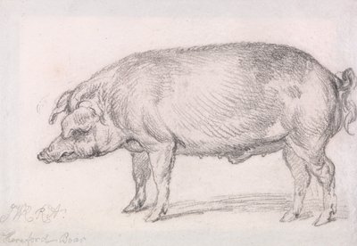 Hereford Boar by James Ward